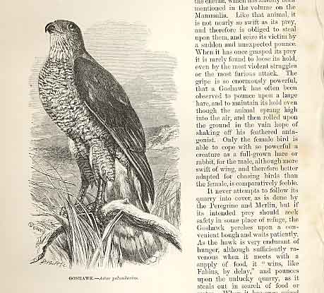 Original Old Antique Print Goshawk 1862 Wood'S Natural History Bird Engraving