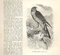 Original Old Antique Print Sparrow Hawk 1862 Wood'S Natural History Birds 19th