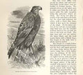 Original Old Antique Print Moor Buzzard 1862 Wood'S Natural History Birds 19th