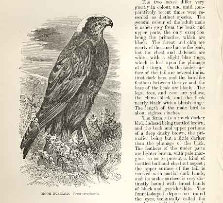 Original Old Antique Print Moor Buzzard 1862 Wood'S Natural History Birds 19th