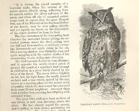 Old Antique Print Virginian Eared Owl 1862 Wood'S Natural History Birds 19th