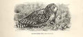 Original Old Antique Print Short Eared Owl 1862 Wood'S Natural History Birds