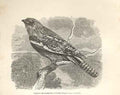 Original Old Antique Print Tawny Shouldered Podargus Birds 1862 19th
