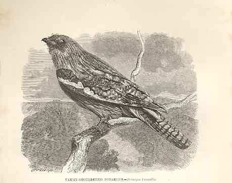 Original Old Antique Print Tawny Shouldered Podargus Birds 1862 19th
