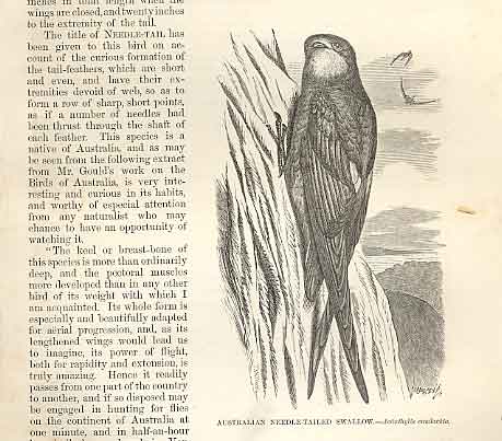 Original Old Antique Print Australian Needle Tailed Swallow Birds 1862 19th