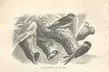 Original Old Antique Print Fairy Martin 1862 Wood'S Natural History Birds 19th