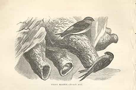 Original Old Antique Print Fairy Martin 1862 Wood'S Natural History Birds 19th