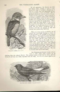 Original Old Antique Print Collared Barbet White Backed Barbet Birds 1862 19th