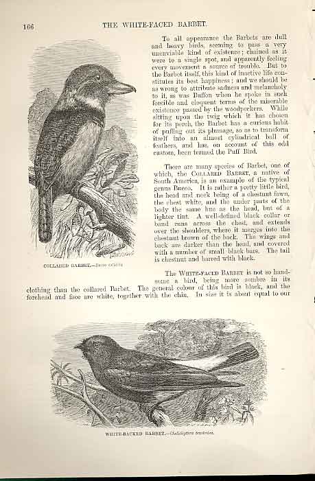 Original Old Antique Print Collared Barbet White Backed Barbet Birds 1862 19th
