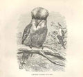 Original Old Antique Print Laughing Jackass 1862 Wood'S Natural History Birds