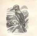 Old Antique Print Buff Dacelo 1862 Wood'S Natural History Bird Engraving 19th