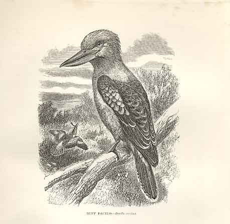 Old Antique Print Buff Dacelo 1862 Wood'S Natural History Bird Engraving 19th