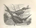 Original Old Antique Print Paradise Jacamar 1862 Wood'S Natural History Birds