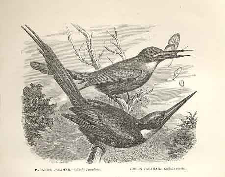 Original Old Antique Print Paradise Jacamar 1862 Wood'S Natural History Birds