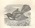 Original Old Antique Print Azure Throated Bee Eater Birds 1862 19th