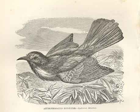 Original Old Antique Print Azure Throated Bee Eater Birds 1862 19th