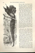 Original Old Antique Print Superb Plume Bird 1862 Wood'S Natural History Birds
