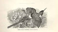 Old Antique Print Fiery Tailed Sun Bird 1862 Wood'S Natural History Birds 19th