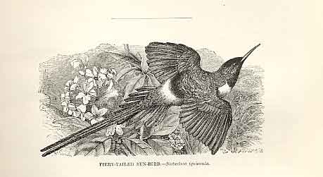 Old Antique Print Fiery Tailed Sun Bird 1862 Wood'S Natural History Birds 19th