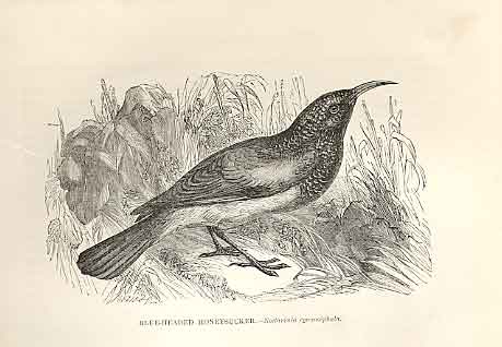 Original Old Antique Print Blue Headed Honeysucker 1862 Bird Engraving 19th