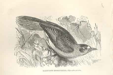 Old Antique Print Garrulous Honey Eater 1862 Wood'S Natural History Birds 19th