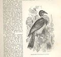 Old Antique Print Friar Bird 1862 Wood'S Natural History Bird Engraving 19th