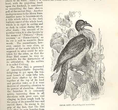 Old Antique Print Friar Bird 1862 Wood'S Natural History Bird Engraving 19th