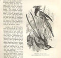 Original Old Antique Print Sun Gem Cora'S Sheartail Birds 1862 19th