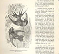 Original Old Antique Print Gonver'S Thorntail 1862 Bird Engraving Victorian