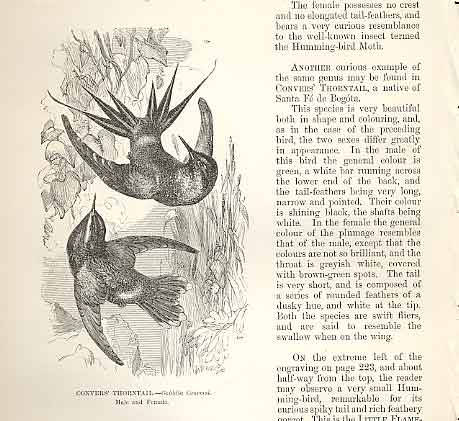 Original Old Antique Print Gonver'S Thorntail 1862 Bird Engraving Victorian
