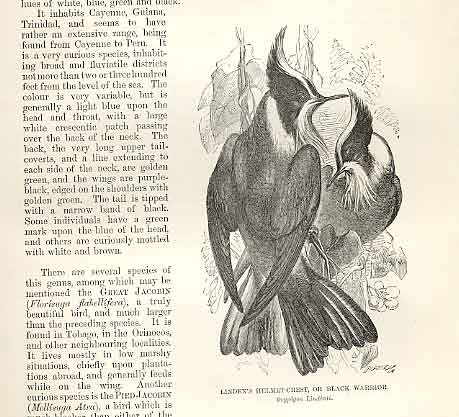 Original Old Antique Print Lindens Helmet Crest Or Black Warrior Bird 1862 19th