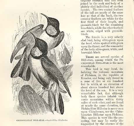 Old Antique Print Chimborazian Hii Star 1862 Wood'S Natural History Birds 19th