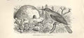 Original Old Antique Print Oven Bird 1862 Wood'S Natural History Birds 19th