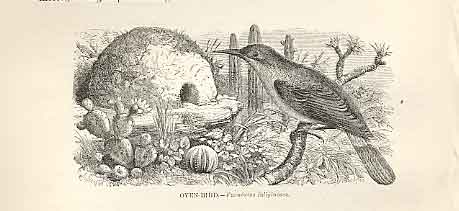 Original Old Antique Print Oven Bird 1862 Wood'S Natural History Birds 19th
