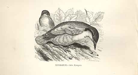 Original Old Antique Print Nuthatch 1862 Wood'S Natural History Birds Victorian