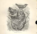 Original Old Antique Print Pimc Pinc 1862 Wood'S Natural History Birds 19th