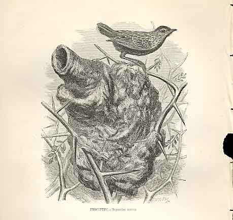 Original Old Antique Print Pimc Pinc 1862 Wood'S Natural History Birds 19th
