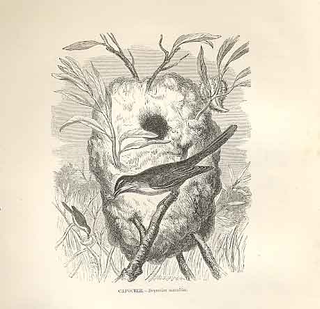 Original Old Antique Print Capucier 1862 Wood'S Natural History Birds Victorian
