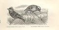 Original Old Antique Print Gen Crested Wren Firecrested Wren 1862 Birds 19th