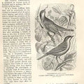 Old Antique Print Whitethroat Pettichaps 1862 Engraving By Daziel Birds 19th