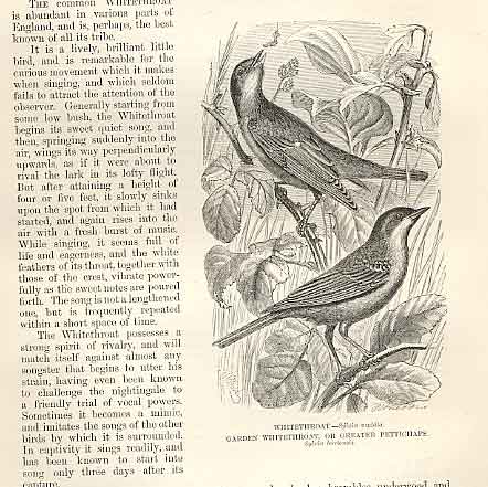 Old Antique Print Whitethroat Pettichaps 1862 Engraving By Daziel Birds 19th