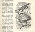 Original Old Antique Print Lesser Whitethroat Wood Warbler 1862 Birds Victorian