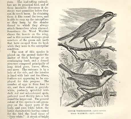 Original Old Antique Print Lesser Whitethroat Wood Warbler 1862 Birds Victorian