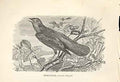 Original Old Antique Print Nightingale 1862 Wood'S Natural History Birds 19th