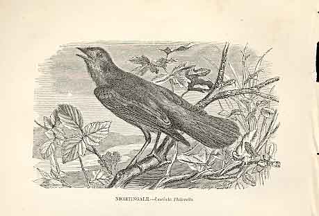 Original Old Antique Print Nightingale 1862 Wood'S Natural History Birds 19th