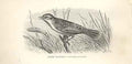 Original Old Antique Print Sedge Warbler 1862 Wood'S Natural History Birds 19th