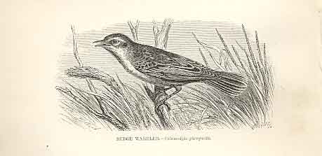Original Old Antique Print Sedge Warbler 1862 Wood'S Natural History Birds 19th