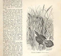 Original Old Antique Print Fan Tail Warbler 1862 Wood'S Natural History Birds
