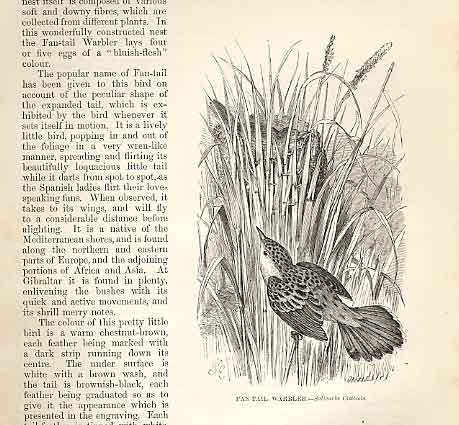 Original Old Antique Print Fan Tail Warbler 1862 Wood'S Natural History Birds
