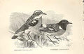 Original Old Antique Print Whinchat Stonechat 1862 Wood'S Natural History Birds